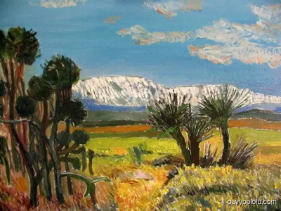 joshua trees